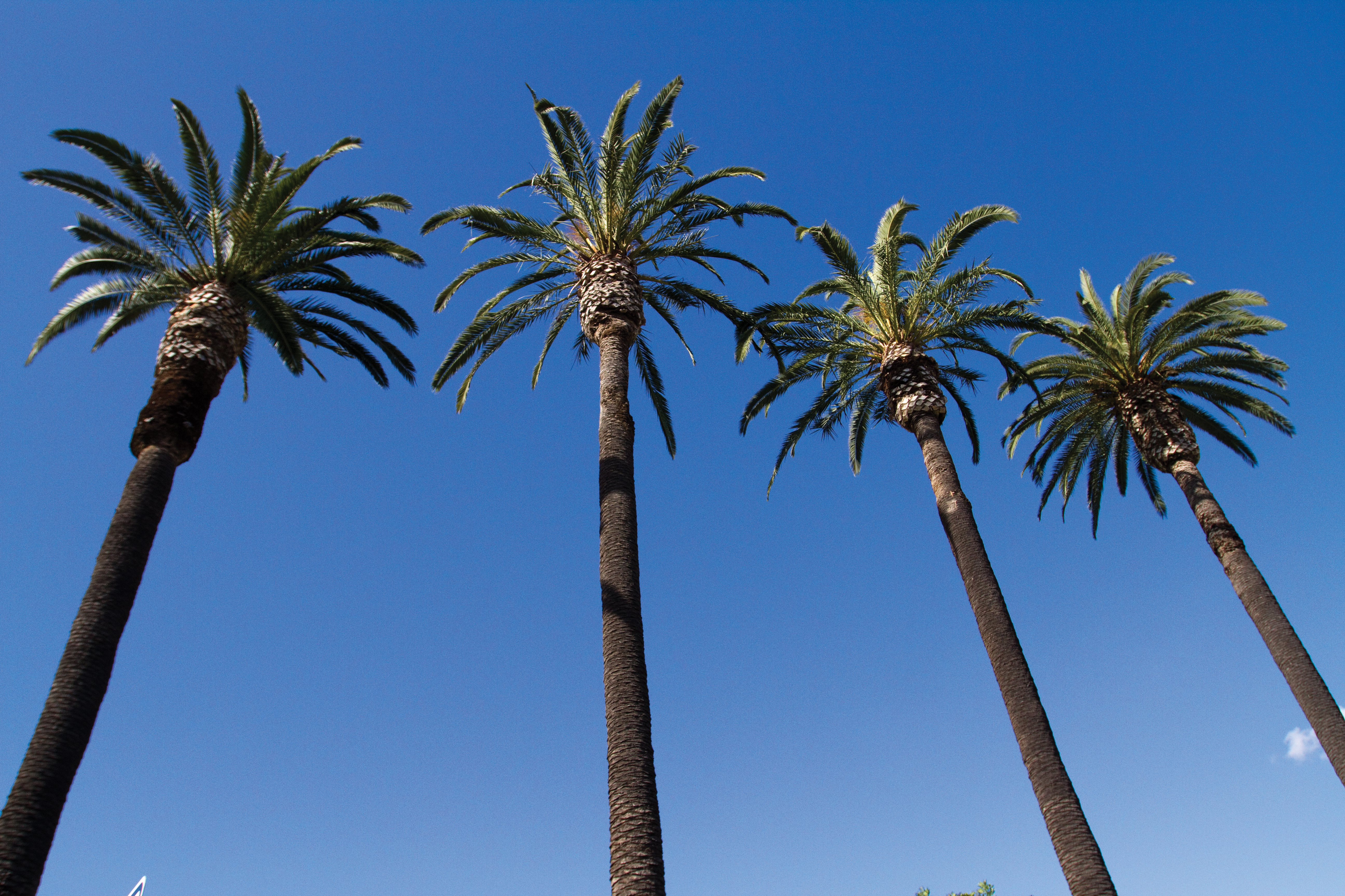 Palm trees